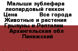 Малыши эублефара ( леопардовый геккон) › Цена ­ 1 500 - Все города Животные и растения » Грызуны и Рептилии   . Архангельская обл.,Пинежский 